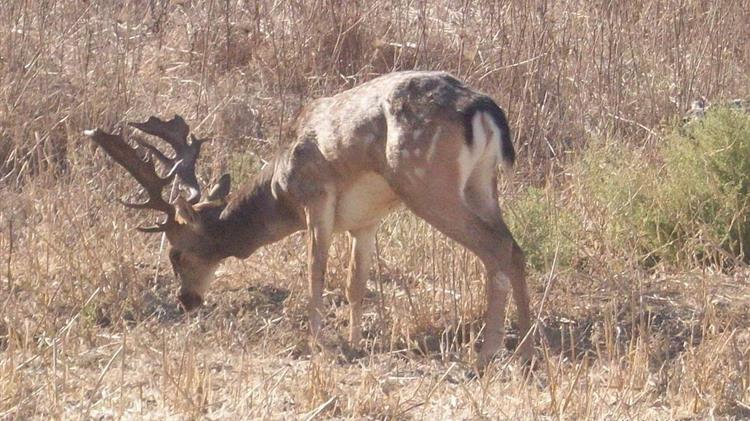 Η απειλή του COVID-19 σε άγρια ζώα