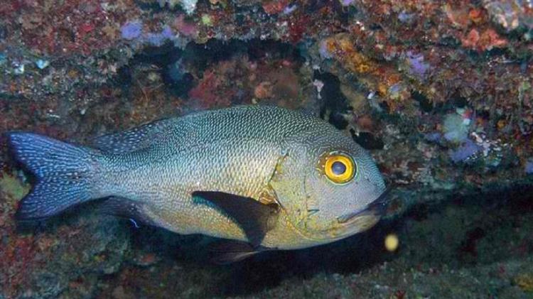 Δυτική Αυστραλία: Ανακαλύφθηκε το πιο γέρικο τροπικό ψάρι του κόσμου – Έζησε το B΄Παγκόσμιο Πόλεμο