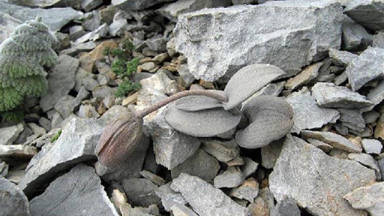 Fritillaria delavayi: Το φυτό που καμουφλάρεται για να αποφύγει τον άνθρωπο