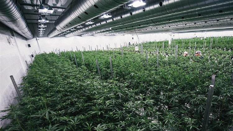 Έρευνα για να επιβεβαιωθεί η αντικαρκινική δράση της κάνναβης