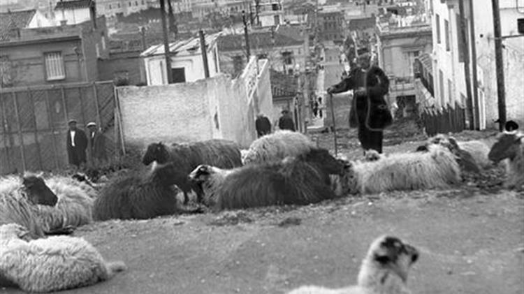 Πολιτική «αφωνία» κτηνοτρόφων … με πρόστιμα