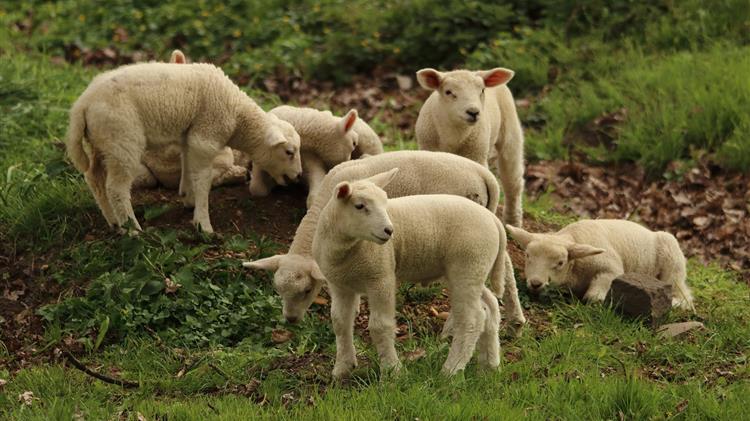 Εμβολιασμός για τον έλεγχο της διασποράς του Καταρροϊκού Πυρετού του προβάτου