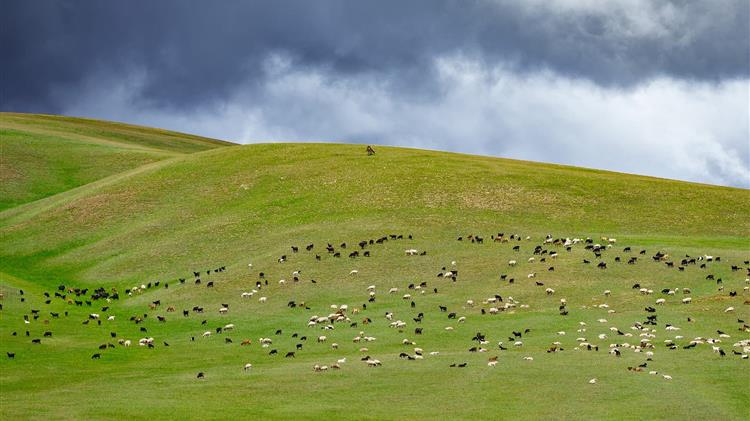 ΕΛΓΑ: Καταβολή προκαταβολών ζωικού κεφαλαίου