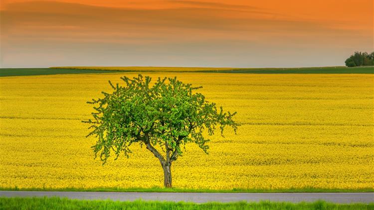 ΟΠΕΚΕΠΕ: Διορθώσεις στην αίτηση Ενιαίας Ενίσχυσης 2020