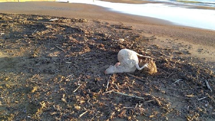 Νεκρά πρόβατα έβγαλε η θάλασσα σε δύο περιοχές