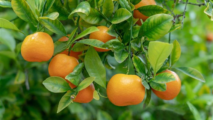 «Στα χαμηλότερα της δεκαετίας τα εσπεριδοειδή»