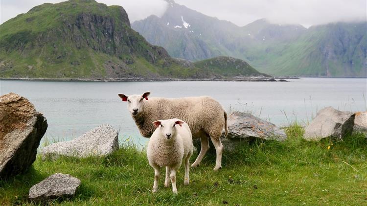 Πρόβλημα με την παραγωγή ελληνικού αιγοπρόβειου κρέατος
