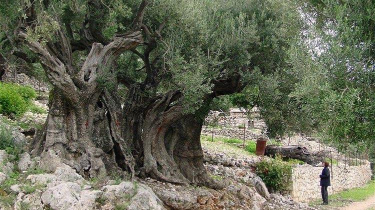 Το ελληνικό βιοαπόθεμα... σκορπίζει στα πέρατα του κόσμου χωρίς αντίτιμο