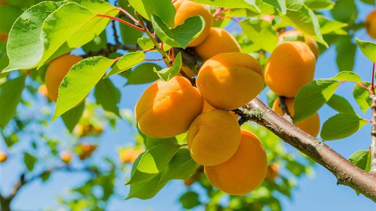 Φυτευτική περίοδος - Μην ξεχνάμε τα οπωροφόρα...