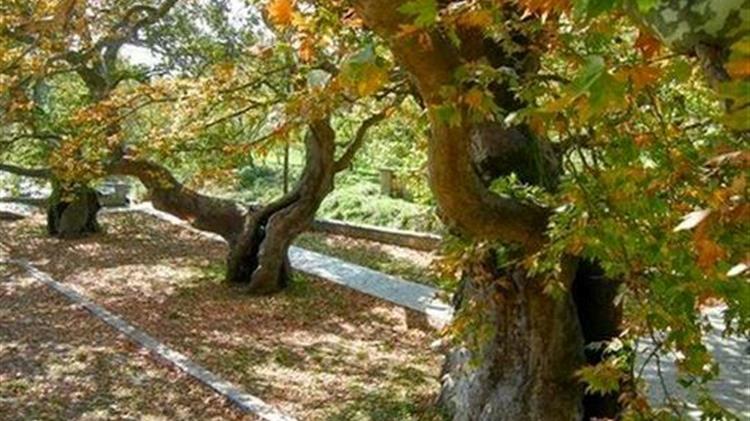 Ήπειρος: Μύκητας αποδεκατίζει τα πλατάνια