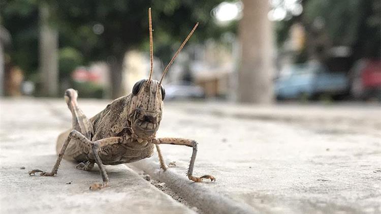 ΕΕ: Τα πρώτα έντομα ενδέχεται να προσγειωθούν στα πιάτα μας μέχρι τα μέσα του 2021