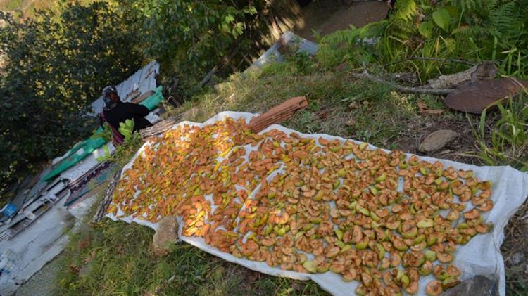 «Ecovariety»: Διασώζοντας μηλιές και αχλαδιές με ξεχασμένα αρώματα και γεύσεις!