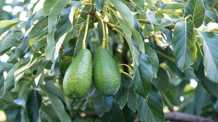 Σκάει η φούσκα του αβοκάντο; Η άνοδος του «πράσινου χρυσού» από τους Ίνκας ως το Instagram