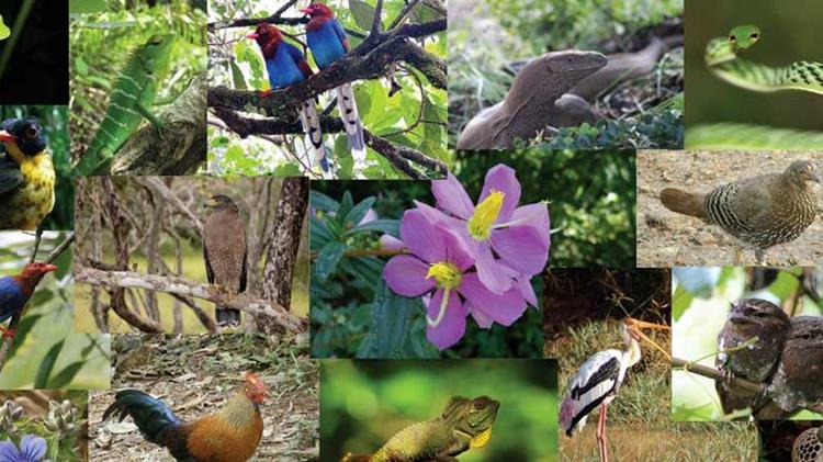 Έκθεση ΣΕΒ για την προστασία της βιοποικιλότητας