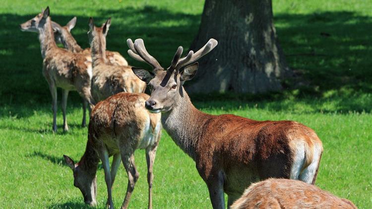 Eradication of Peste des petits ruminants disease in sight