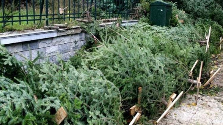 Θεσσαλονίκη: Σε εφαρμογή από σήμερα το πρόγραμμα ανακύκλωσης των φυσικών Χριστουγεννιάτικων δέντρων