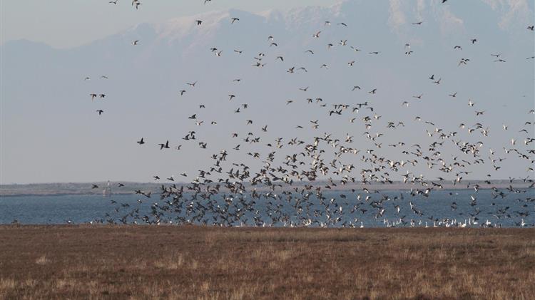 Παγκόσμια Ημέρα Περιβάλλοντος: Τριάντα μία περιβαλλοντικές οργανώσεις ενώνουν τις φωνές τους για την προστασία της φύσης