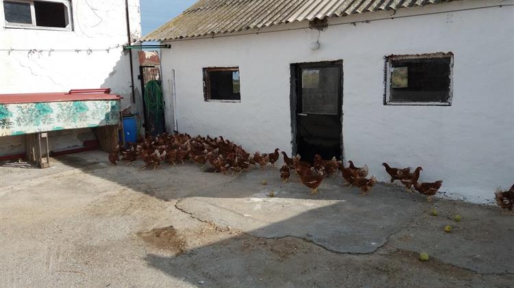 Πτηνοτροφική μονάδα στην Πρώτη Σερρών παράγει αβγά με ...φασκόμηλο