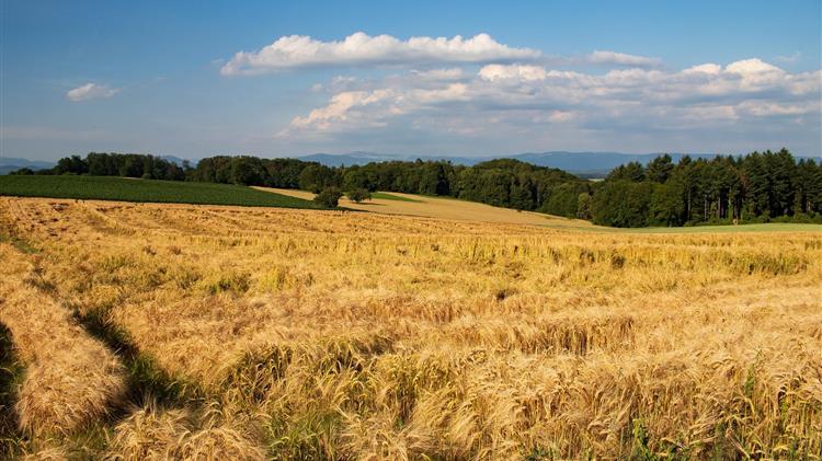 Παρέμβαση Χ. Ζεϊμπέκ για άμεση στήριξη των πληγέντων κτηνοτρόφων και παραγωγών ζωοτροφών