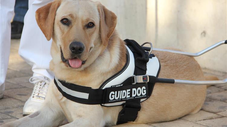 Η ΧΕΛΛΑΦΑΡΜ A.E. ενεργά στο πλευρό του κέντρου «ΣΚΥΛΟΙ ΟΔΗΓΟΙ ΕΛΛΑΔΑΣ»