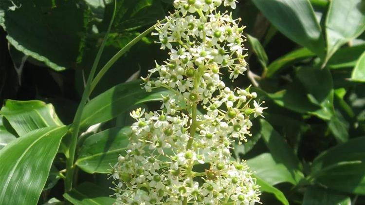 Παρελθόν σε λίγο καιρό η παχυσαρκία χάρη στη ρίζα ενός βοτάνου