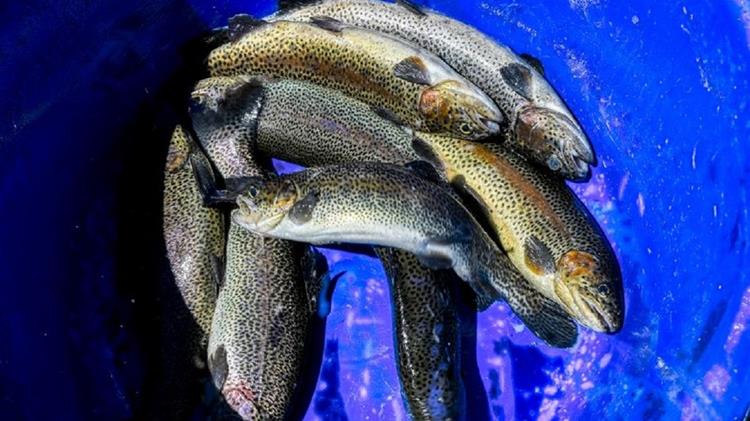 Δίστρατο Κόνιτσας, το ζωντανό χωριό της ορεινής Ελλάδας με τα εξαιρετικά ιχθυοτροφεία