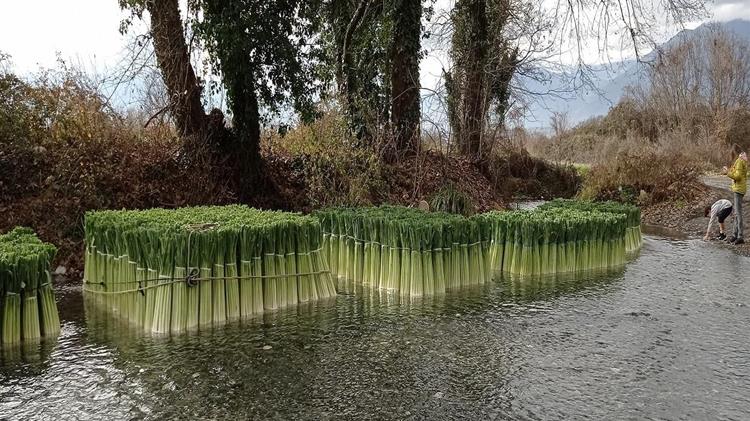 Πέλλα: Δεκάδες πρασοκαλλιεργητές καθαρίζουν τη σοδειά τους με τα... χέρια της Φύσης