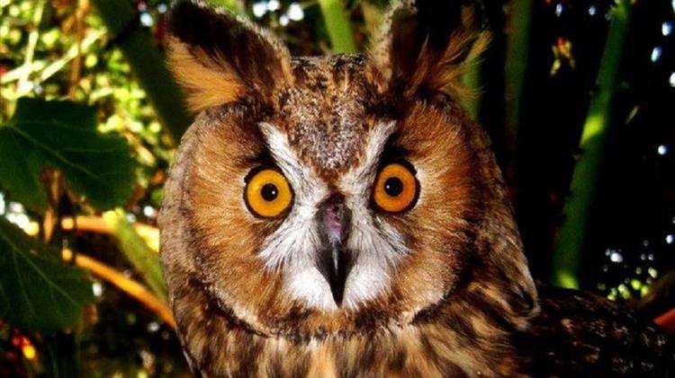 Ένα «νοσοκομείο» για άγρια ζώα στην Πελοπόννησο