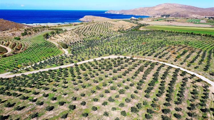 Πράσινη ανάπτυξη: 40.000 ελιές μεταμόρφωσαν γη στο Σίγρι Λέσβου