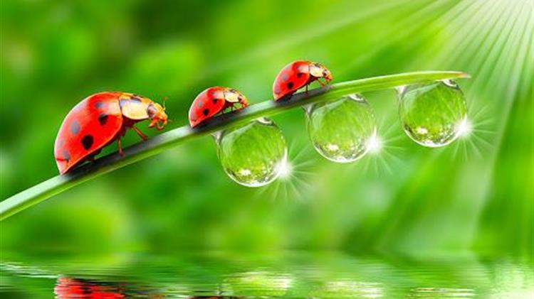 Biocontrol:Βιώσιμες λύσεις για την βιολογική αντιμετώπιση επιβλαβών μικροοργανισμών και την επαγωγή της αντοχής των καλλιεργειών στην αλατότητα