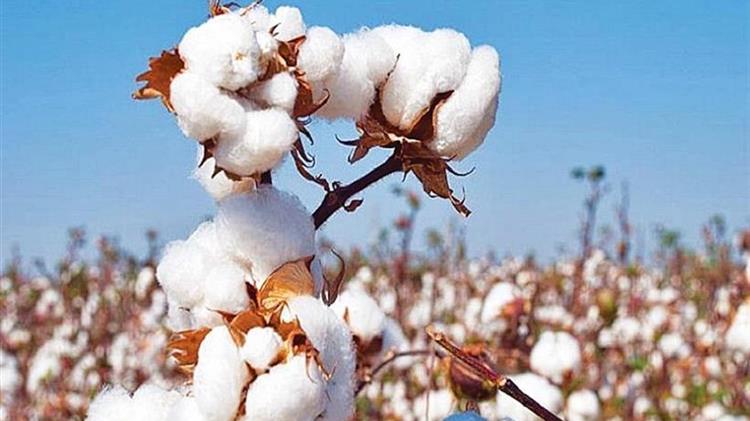 Λογαριάζουν χωρίς τον ξενοδόχο... στο κομφούζιο για το βαμβάκι