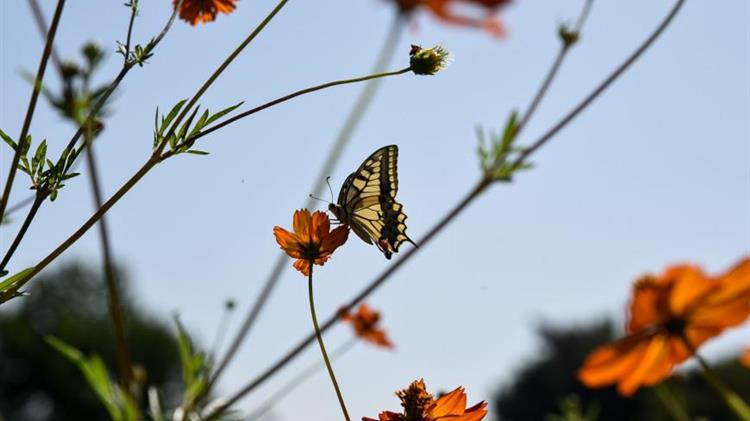 Ένα «κλικ» μακριά, από τον Μάρτιο, ο Βαλκανικός Βοτανικός Κήπος Κρουσσίων