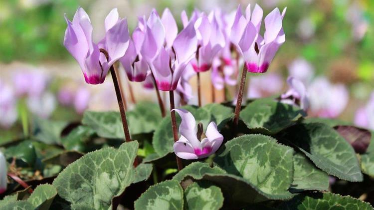Η φύση κάνει αυτό που ξέρει, αλλά η πανδημία μας τα χαλάει