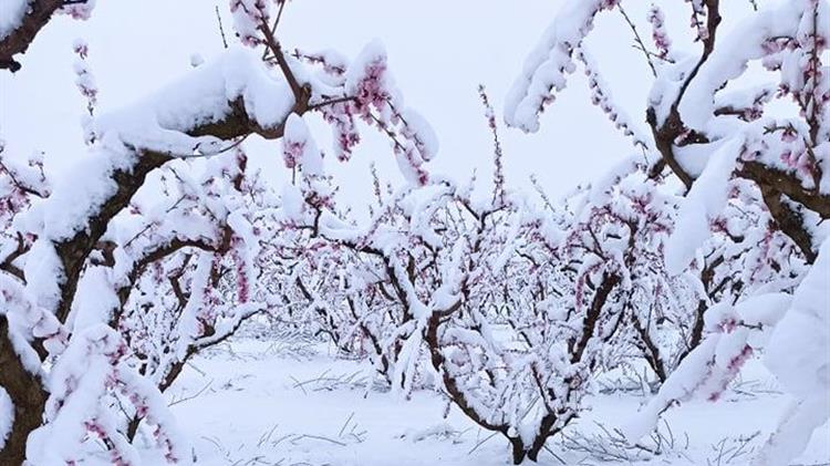 Κακοκαιρία Μήδεια: Παγώνει τις ελπίδες των δενδροκαλλιεργητών