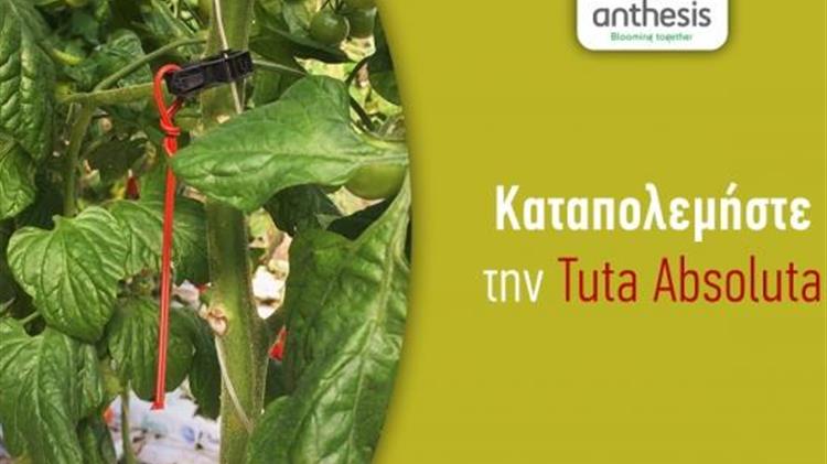 Ολοκληρωμένη λύση στο πρόβλημα της Tuta absoluta