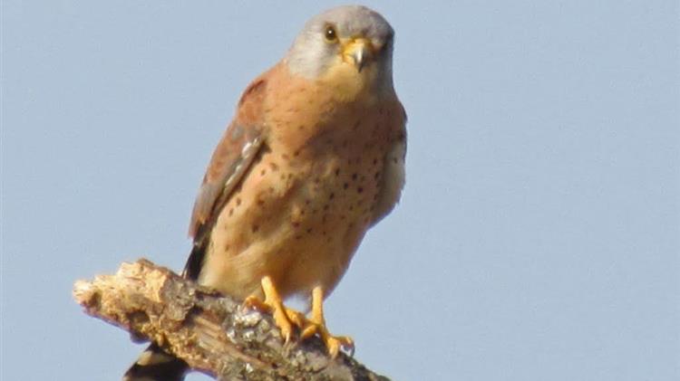Ε. Πανώριου: Το Κιρκινέζι, ένας φτερωτός φίλος που απειλείται με εξαφάνιση