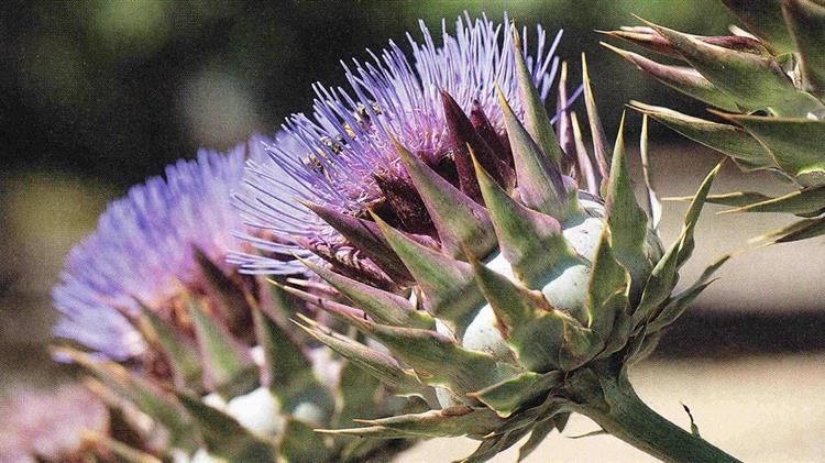 Ενεργειακά φυτά για την παραγωγή στερεού καυσίμου - Η περίπτωση της αγριοαγκινάρας στο Παν. Θεσσαλίας