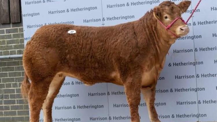 360.000 δολάρια έπιασε μία Βρετανή δαμάλα