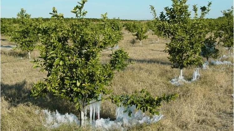 Καλλιεργητικές μεταχειρίσεις για την προστασία των  δενδροκομικών από τον παγετό