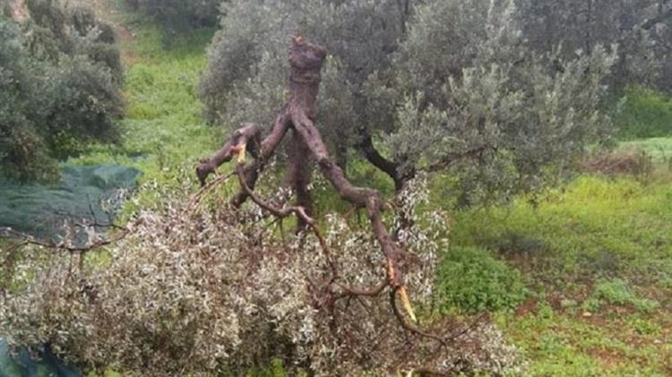 Ρέθυμνο: Τον σκότωσε το κλαδί ελιάς που κλάδευε