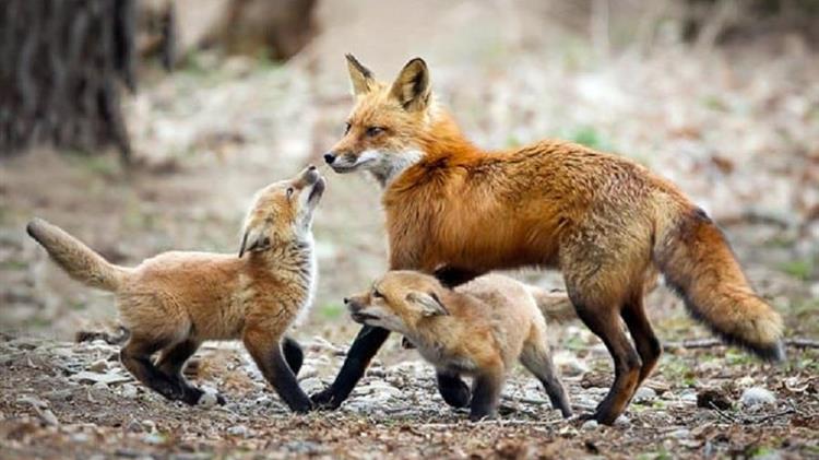 Agro World News New Project To Boost Sustainable Wildlife Management agro-world-news-new-project-to-boost-sustainable-wildlife-management