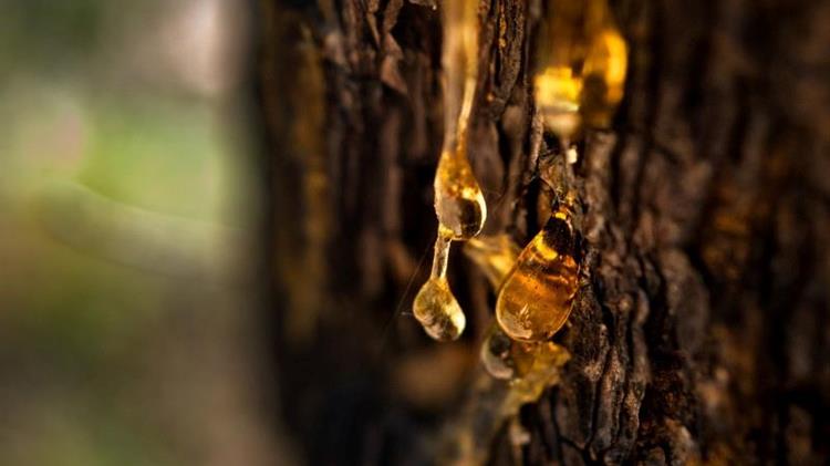 Χαλκιδική: Συλλέγει τα «δάκρυα» από 4.500 πεύκα και δίνει... χαρά στο δάσος