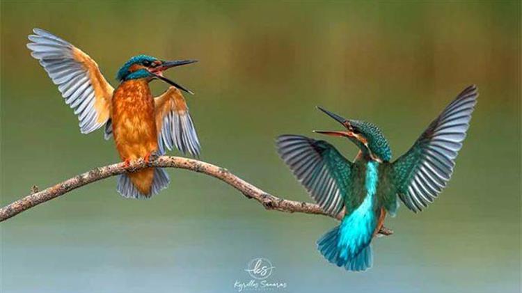 Πρώτο βραβείο για το καβγαδάκι ανάμεσα σε ένα ζευγάρι αλκυόνες