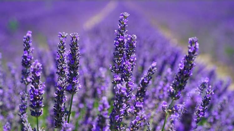 Δυτική Μακεδονία : Πιστοποίηση αγροτικών προϊόντων πρώτων υλών