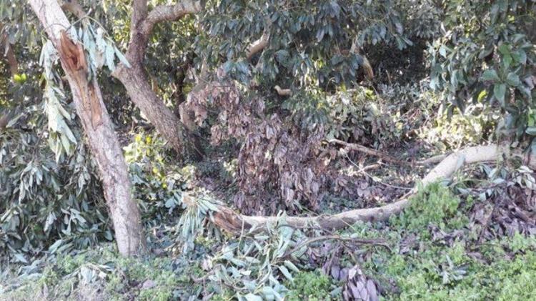 Χανιά: Δηλώσεις ζημιάς στον ΕΛΓΑ