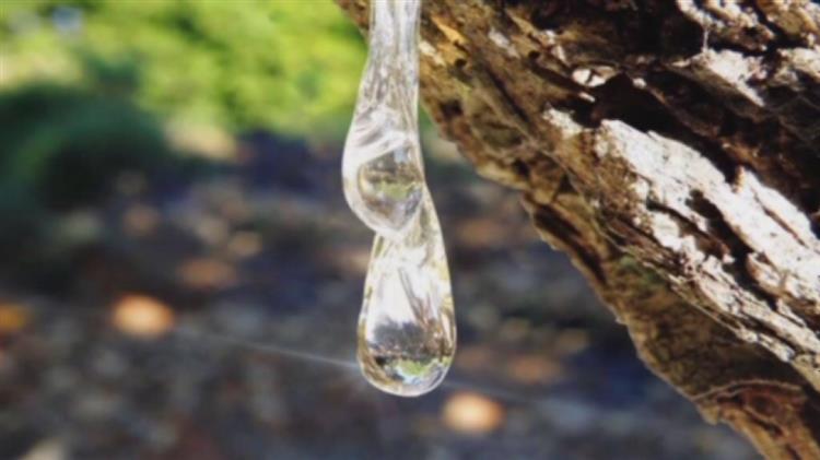 Η μαστίχα Χίου κατακτά την αγορά της Νότιας Κορέας