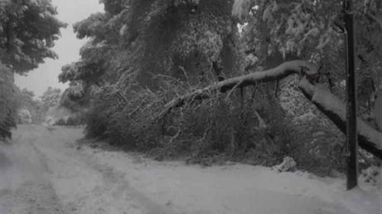 Κηφισιά: Σε λίπασμα μετατράπηκαν τα κλαδιά από τις καταστροφές της «Μήδειας»