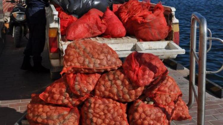 Αλεξανδρούπολη: Συλλήψεις για λαθρεμπορία οστράκων από την Τουρκία