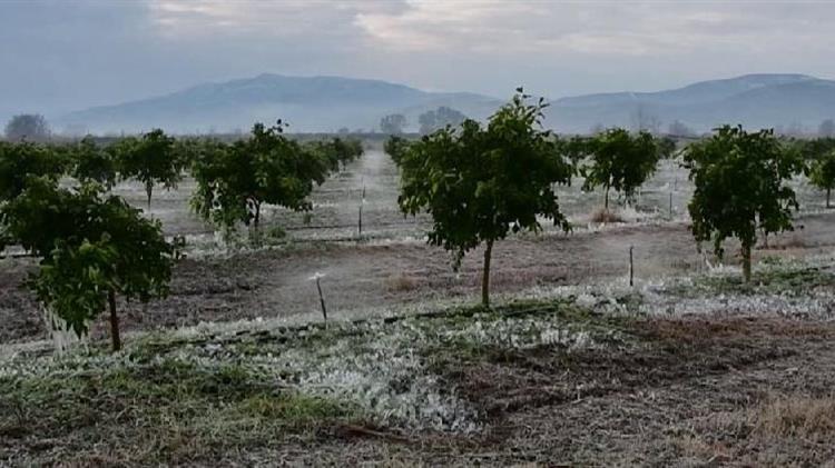 Δήμος Αλεξανδρούπολης: Έως 26/4 οι δηλώσεις των παραγωγών για ζημιές από τον παγετό