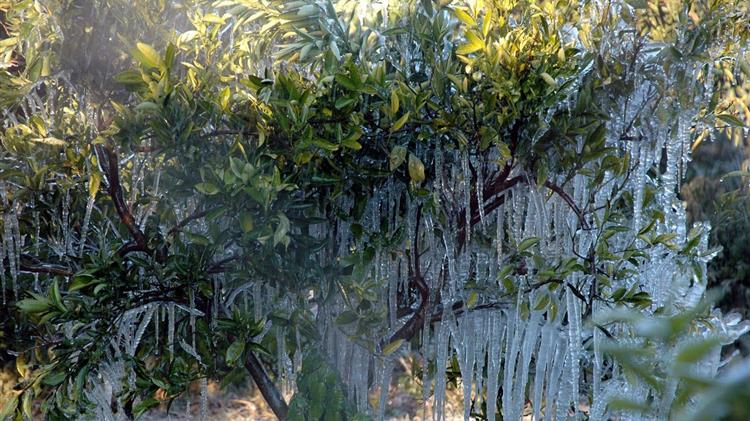 Κρήτη: Αγρότες και κτηνοτρόφοι μετρούν τις πληγές της κακοκαιρίας – Σε εξέλιξη η καταμέτρηση των ζημιών